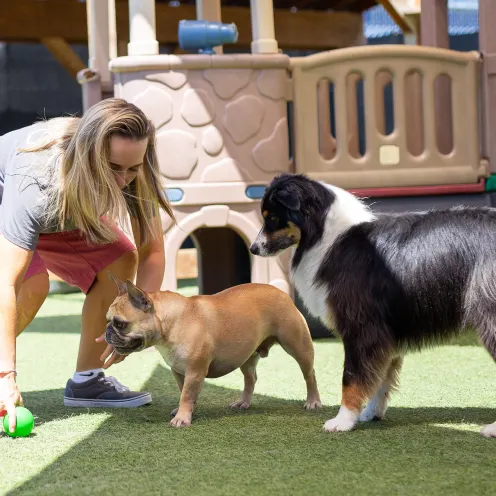 Staff playing with animals at Bowhaus in Boulder, CO